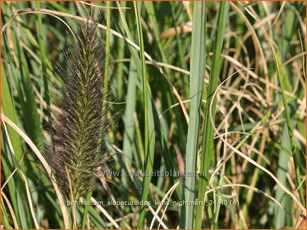 Pennisetum alopecuroides 'Kim's Nightmare' | Breed lampenpoetsersgras, Borstelveergras, Lampenpoetsersgras