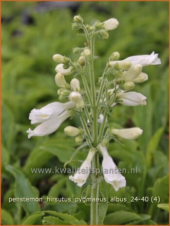 Penstemon hirsutus 'Pygmaeus Albus' | Slangenkop, Schildpadbloem | Rauhaariger Bartfaden | Hairy Beardtongue