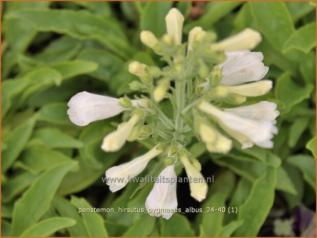 Penstemon hirsutus 'Pygmaeus Albus' | Slangenkop, Schildpadbloem | Rauhaariger Bartfaden | Hairy Beardtongue