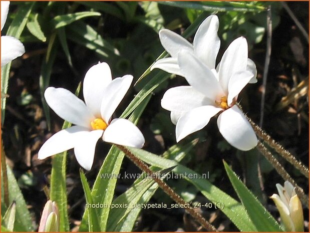 Rhodohypoxis platypetale &#x0027;Select&#x0027; | Roodsterretje, Sterretjesgras | Grasstern | Red Star