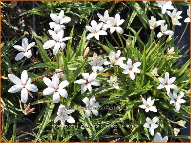 Rhodohypoxis platypetale &#x0027;Select&#x0027; | Roodsterretje, Sterretjesgras | Grasstern | Red Star