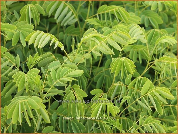 Senna hebecarpa | Kaarsenstruik | Gewürzrinde | Wild Senna