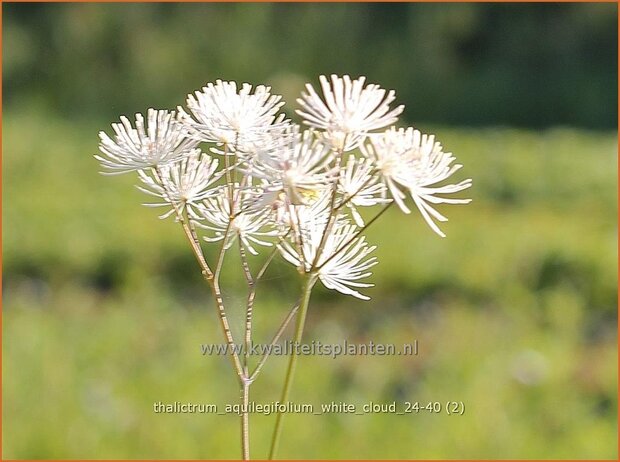 Thalictrum aquilegifolium 'White Cloud' | Akeleiruit, Akeleibladige ruit, Ruit | Akeleiblättrige Wiesenrau