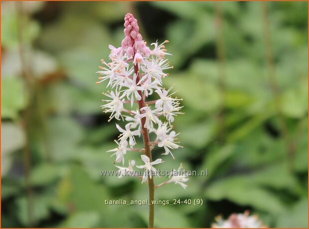 Tiarella 'Angel Wings' | Schuimbloem, Perzische muts, Schuimkaars | Schaumblüte | Foam Flower