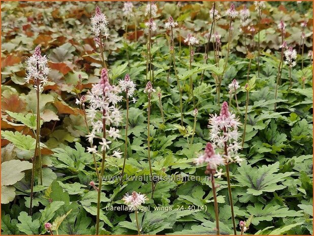 Tiarella 'Angel Wings' | Schuimbloem, Perzische muts, Schuimkaars | Schaumblüte | Foam Flower