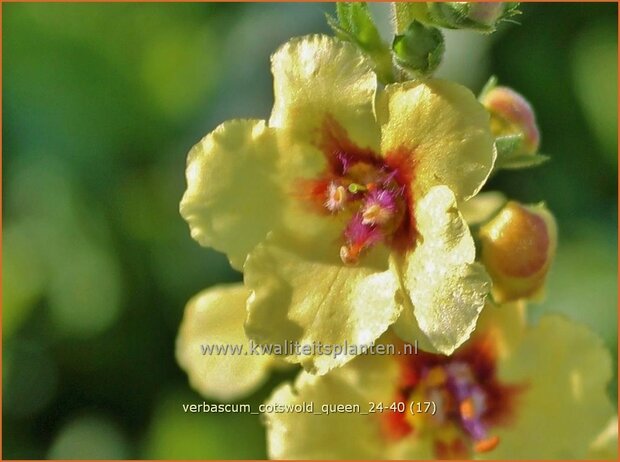 Verbascum 'Cotswold Queen' | Toorts | Königskerze | Mullein