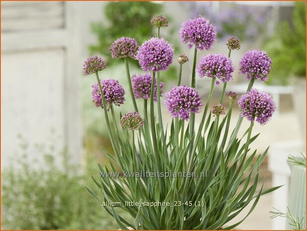 Allium &#x0027;Little Sapphire&#x0027; | Amerikaanse look, Sierui, Look | Nickender Lauch | Lady&#x0027;s Leek