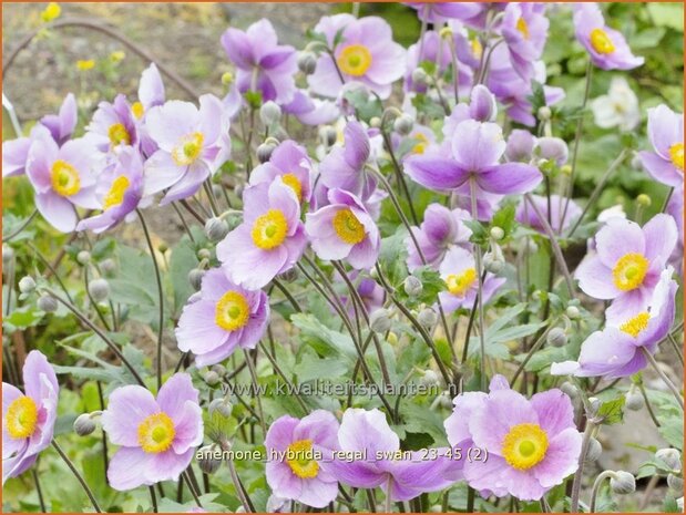 Anemone hybrida &#x0027;Regal Swan&#x0027; | Herfstanemoon, Japanse anemoon, Anemoon | Herbstanemone | Japanese Anemone