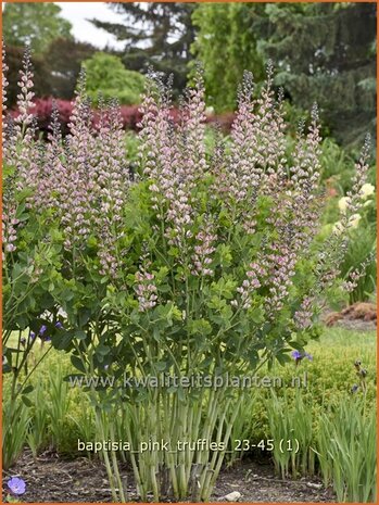 Baptisia 'Pink Truffles' | Valse indigo, Indigolupine | Färberhülse | False Indigo