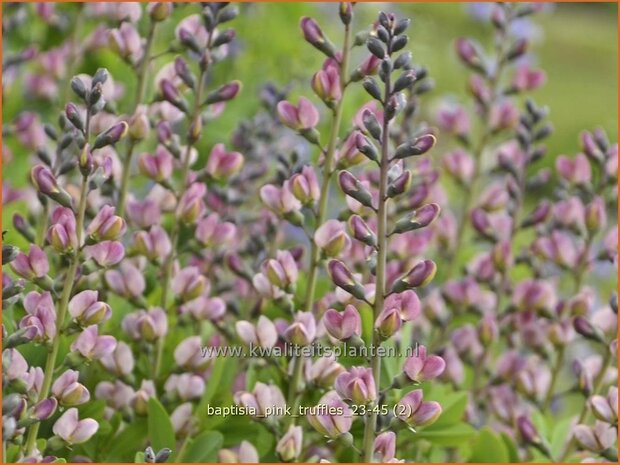 Baptisia 'Pink Truffles' | Valse indigo, Indigolupine | Färberhülse | False Indigo
