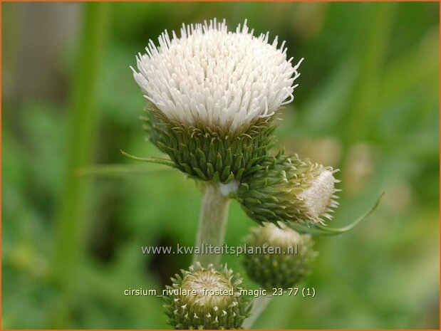 Cirsium rivulare 'Frosted Magic' | Oeverdistel, Beekdistel, Vederdistel | Bach-Kratzdistel | Brook Thistl