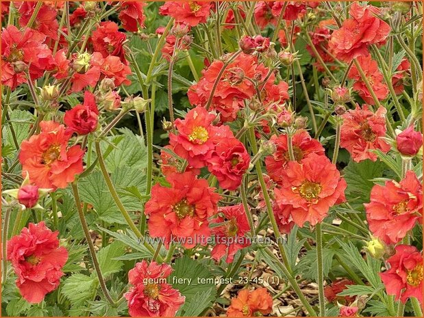 Geum 'Fiery Tempest' | Nagelkruid | Nelkenwurz | Avens