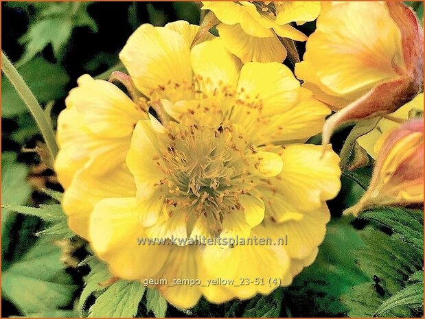 Geum 'Tempo Yellow' | Nagelkruid | Nelkenwurz | Avens