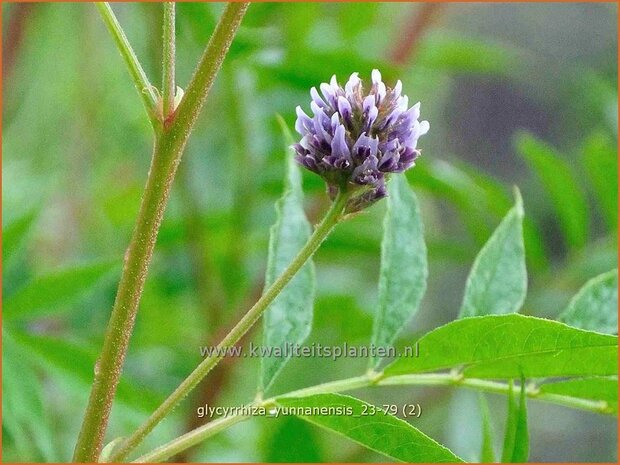 Glycyrrhiza yunnanensis | Chinees zoethout, Zoethout | Chinesisches Süßholz | Yunnan Licorice