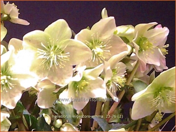 Helleborus nigercors 'Emma' | Kerstroos, Nieskruid | Walls Nieswurz | Christmas Rose