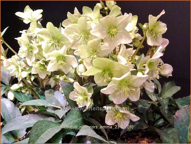 Helleborus nigercors 'Emma' | Kerstroos, Nieskruid | Walls Nieswurz | Christmas Rose