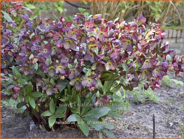 Helleborus 'Star of Passion' | Kerstroos, Lenteroos, Vastenroos, Nieskruid | Lenzrose | Lenten Rose