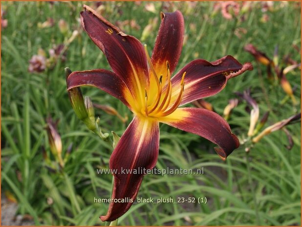 Hemerocallis &#x0027;Black Plush&#x0027; | Daglelie | Taglilie | Day Lily
