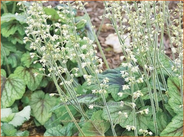 Heucherella &#x0027;Blue Ridge&#x0027; | Schuimklokje, Purperklokje | Bastardschaumbl&#x00fc;te | Foamy Bells
