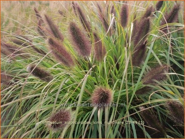 Pennisetum alopecuroides &#x0027;Kim&#x0027;s Nightmare&#x0027; | Breed lampenpoetsersgras, Borstelveergras, Lampen