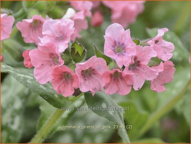Pulmonaria 'Pretty in Pink' | Longkruid | Lungenkraut | Lungwort