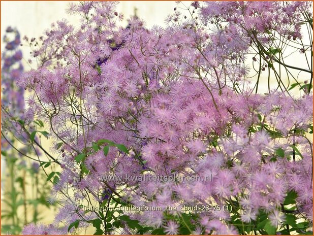 Thalictrum aquilegifolium 'The Cloud' | Akeleiruit, Akeleibladige ruit, Ruit | Akeleiblättrige Wiesenraute | Columbi