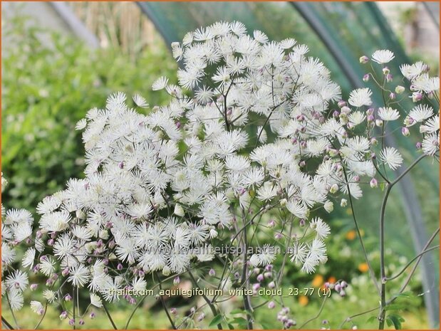 Thalictrum aquilegifolium 'White Cloud' | Akeleiruit, Akeleibladige ruit, Ruit | Akeleiblättrige Wiesenraute | Colum