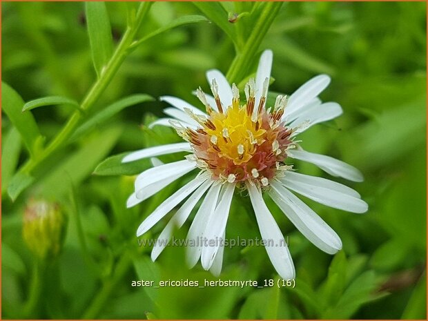 Aster ericoides 'Herbstmyrte' | Heideaster, Sluieraster, Aster | Heide-Aster