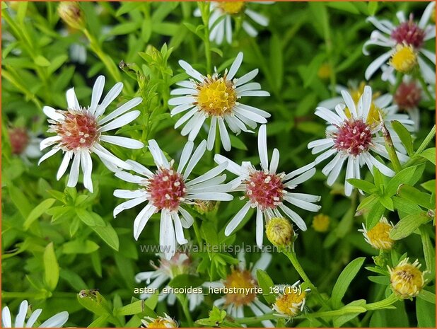 Aster ericoides 'Herbstmyrte' | Heideaster, Sluieraster, Aster | Heide-Aster