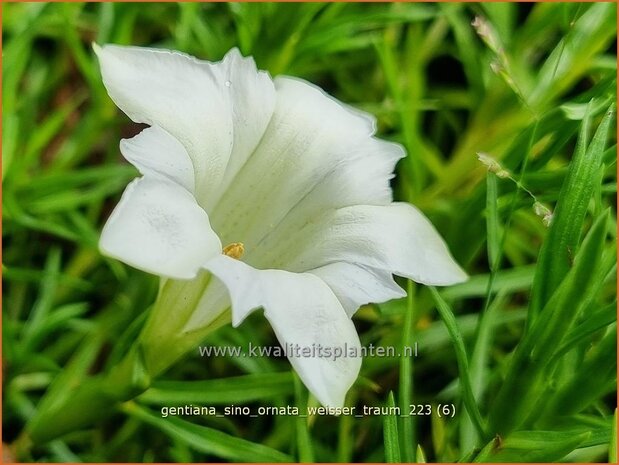 Gentiana sino-ornata 'Weisser Traum' | Gentiaan | Chinesischer Herbst-Enzian | Showy Chinese Gentian