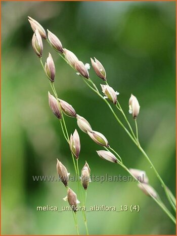 Melica uniflora 'Alba' | Eenbloemig parelgras, Parelgras | Einblütiges Perlgras | Wood Melic