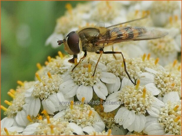 Tanacetum macrophyllum | Wormkruid | Großblättrige Wucherblume | Rayed Tansy