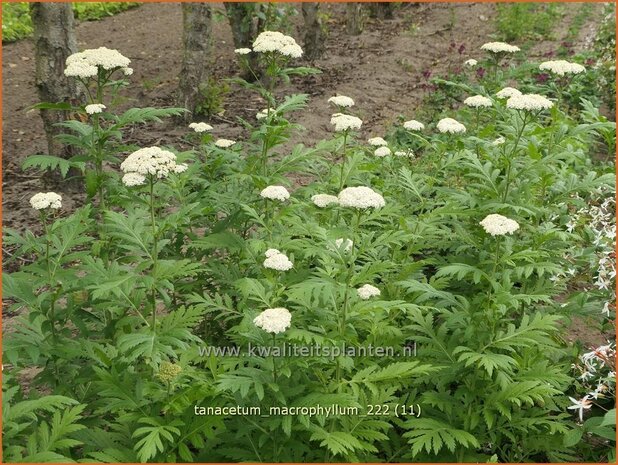 Tanacetum macrophyllum | Wormkruid | Großblättrige Wucherblume | Rayed Tansy