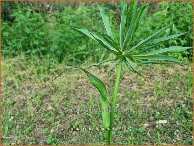 Arisaema consanguineum | Jan op de Preekstoel, Drakenvuurkorf | Chinesischer Feuerkolben | Blushing Cobra Lily