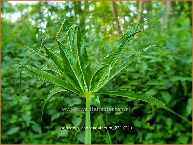 Arisaema consanguineum | Jan op de Preekstoel, Drakenvuurkorf | Chinesischer Feuerkolben | Blushing Cobra Lily