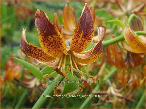 Lilium martagon 'Arabian Night' | Turkse lelie, Lelie | Türkenbund-Lilie