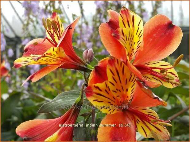 Alstroemeria 'Indian Summer' | Incalelie, Peruviaanse lelie | Inkalilie