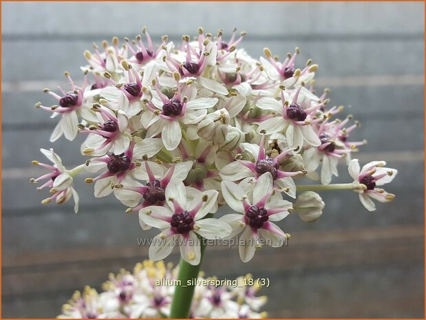 Allium 'Silverspring' | Sierui, Look | Lauch | Ornamental Onion