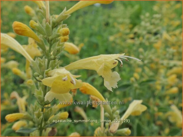 Agastache 'Summerlong Lemon' | Dropplant, Anijsnetel, Dropnetel | Duftnessel | Giant Hyssop