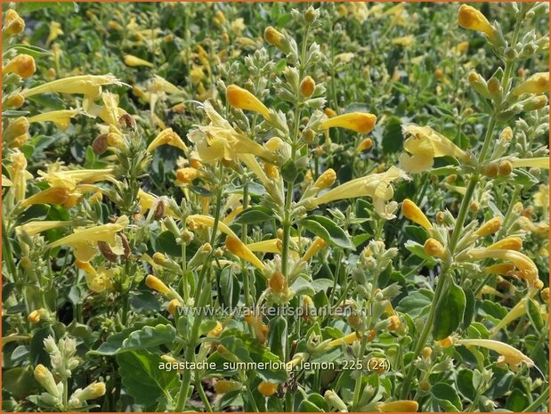 Agastache 'Summerlong Lemon' | Dropplant, Anijsnetel, Dropnetel | Duftnessel | Giant Hyssop