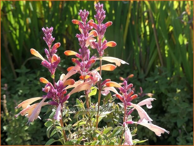 Agastache 'Summerlong Peach' | Dropplant, Anijsnetel, Dropnetel | Duftnessel | Giant Hyssop