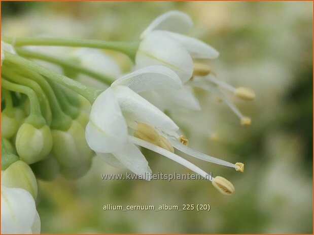 Allium cernuum 'Album' | Amerikaanse look, Indianenlook, Sierui, Look | Nickender Lauch | Lady's Leek
