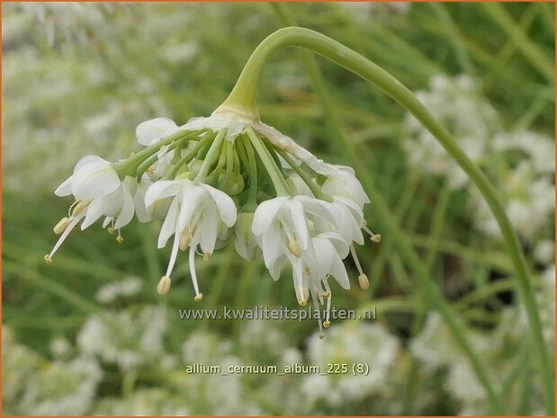 Allium cernuum 'Album' | Amerikaanse look, Indianenlook, Sierui, Look | Nickender Lauch | Lady's Leek
