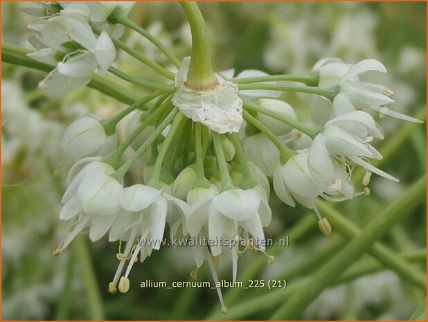 Allium cernuum 'Album' | Amerikaanse look, Indianenlook, Sierui, Look | Nickender Lauch | Lady's Leek