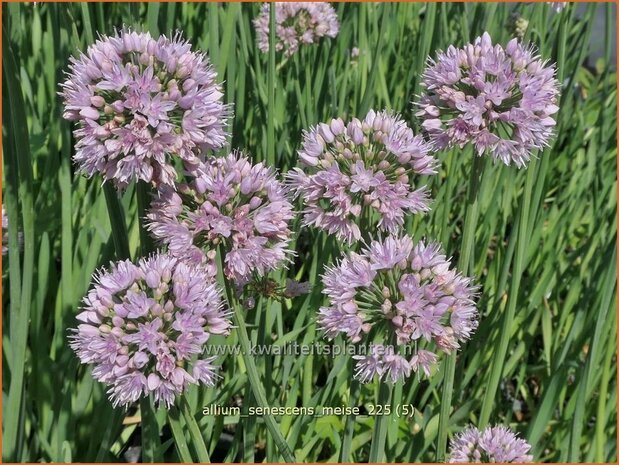 Allium senescens 'Meise' | Sierui, Look | Berg-Lauch | German Garlic