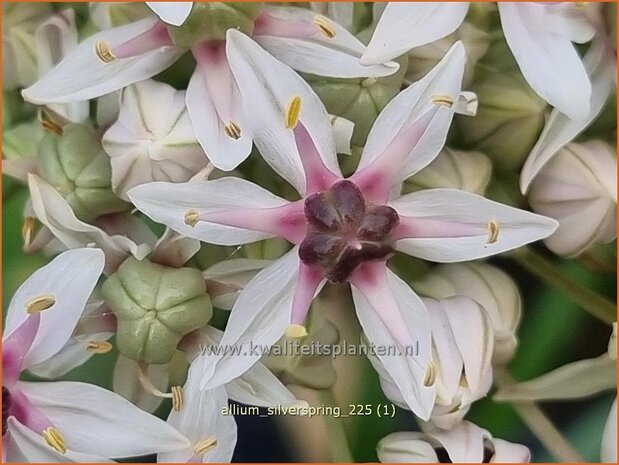 Allium 'Silverspring' | Sierui, Look | Lauch | Ornamental Onion