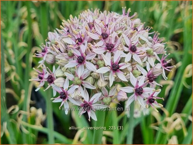 Allium 'Silverspring' | Sierui, Look | Lauch | Ornamental Onion