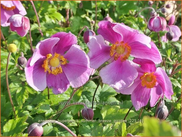 Anemone hupehensis 'Summer Breeze Picotee' | Herfstanemoon, Japanse anemoon, Anemoon | Herbstanemone | Japanese Anemo