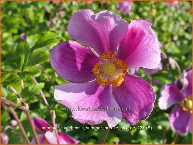 Anemone hupehensis 'Summer Breeze Picotee' | Herfstanemoon, Japanse anemoon, Anemoon | Herbstanemone | Japanese Anemo