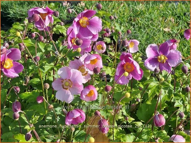 Anemone hupehensis 'Summer Breeze Picotee' | Herfstanemoon, Japanse anemoon, Anemoon | Herbstanemone | Japanese Anemo